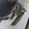 Retratos de Seguidores Vol. II - Imagen 2